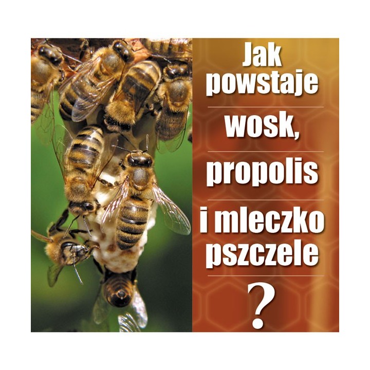 Ulotki "Jak powstaje wosk, propolis i mleczko pszczele?" (20szt) - U63