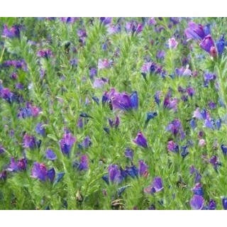 Nasiona - Żmijowiec grecki (0,5 kg) - NAS50