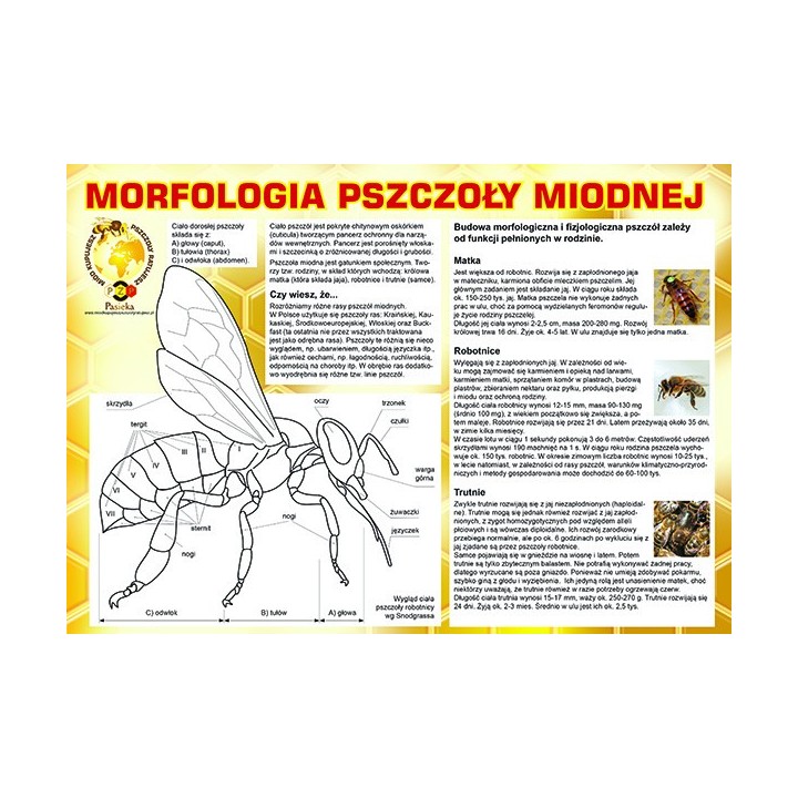 Średnia tablica informacyjna PCV - wzór F224