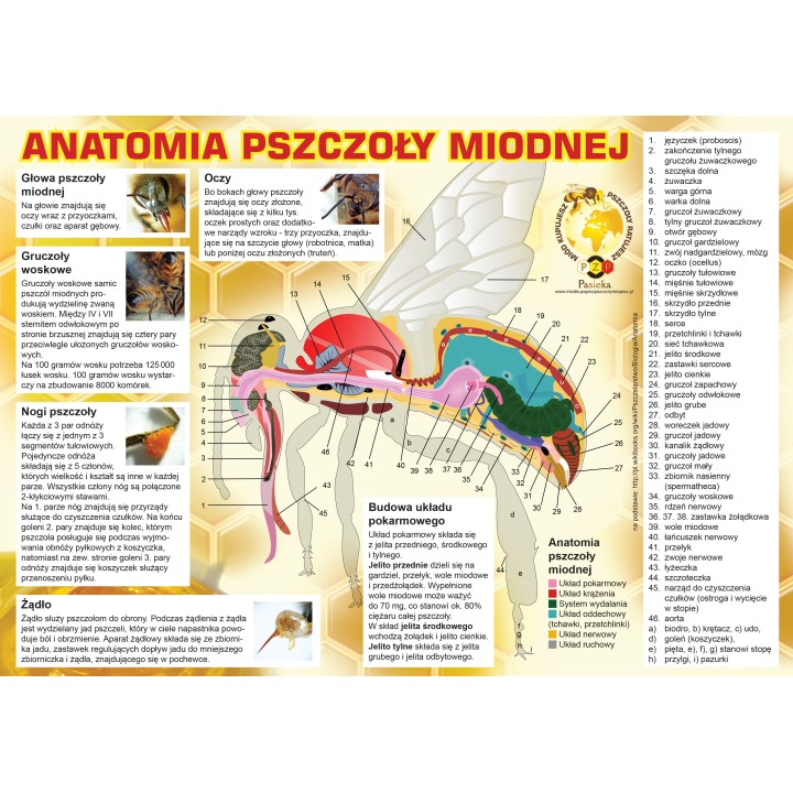 Duża tablica reklamowa - wzór F323