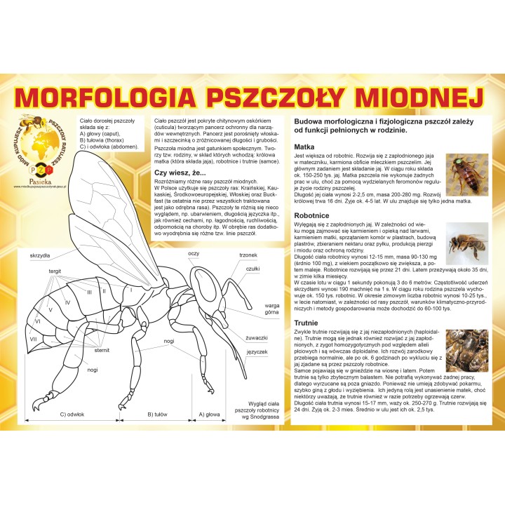 Naklejka na tablicę reklamową rozm. 43x30,5cm - N224