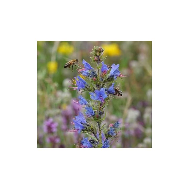 Nasiona - Żmijowiec Babkowaty (100g) - NAS49