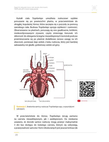 Książka "Tropilaelaps – u bram Twojej pasieki"....