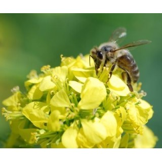 Nasiona - Gorczyca biała (1 kg) - NAS45