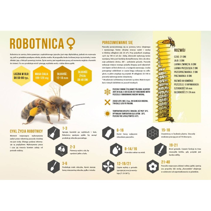 Duża tablica edukacyjna ROBOTNICA - wzór F347