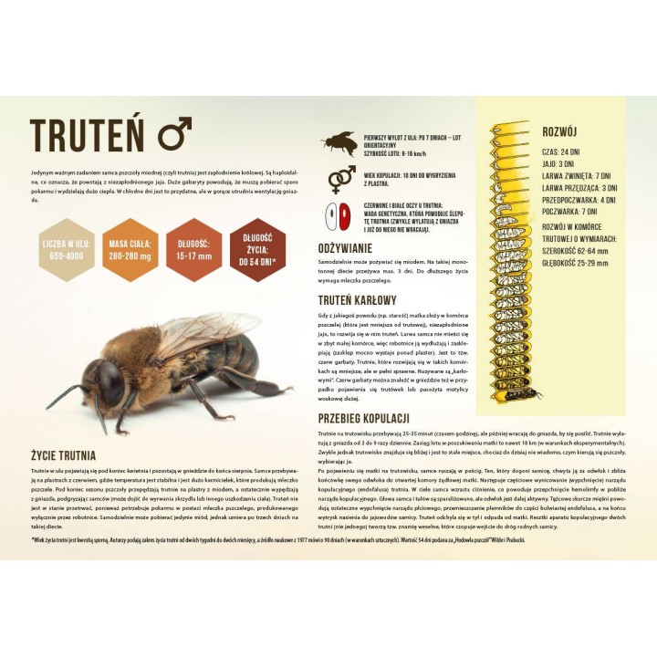 Duża tablica edukacyjna TRUTEŃ - wzór F348