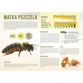 Średnia tablica edukacyjna MATKA PSZCZELA - wzór F249