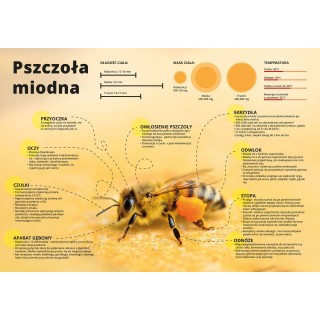 Średnia tablica edukacyjna PSZCZOŁA MIODNA - wzór F254