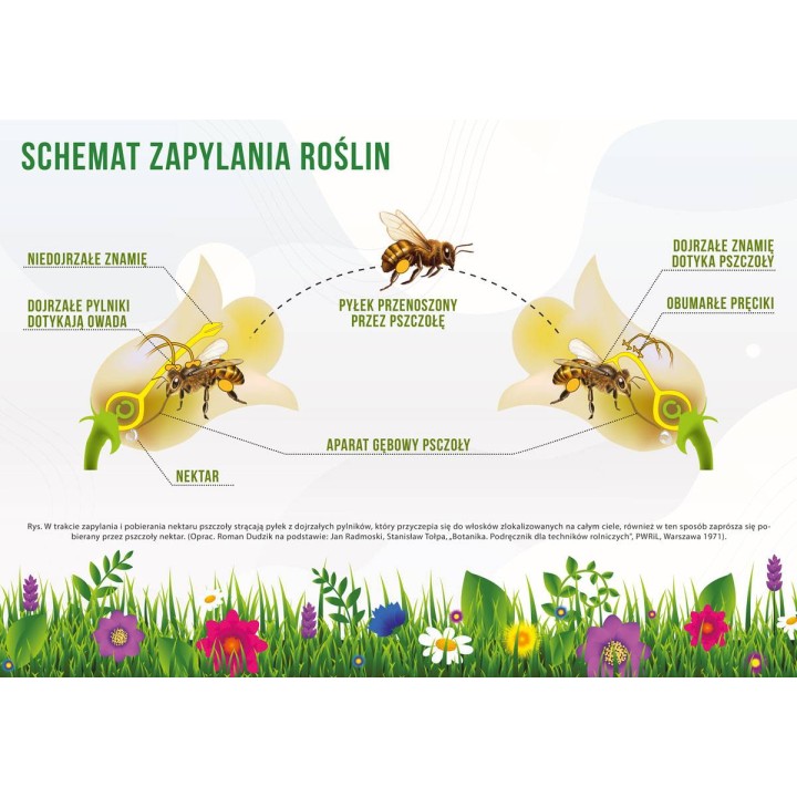 Średnia tablica edukacyjna ZAPYLANIE ROŚLIN - wzór F256