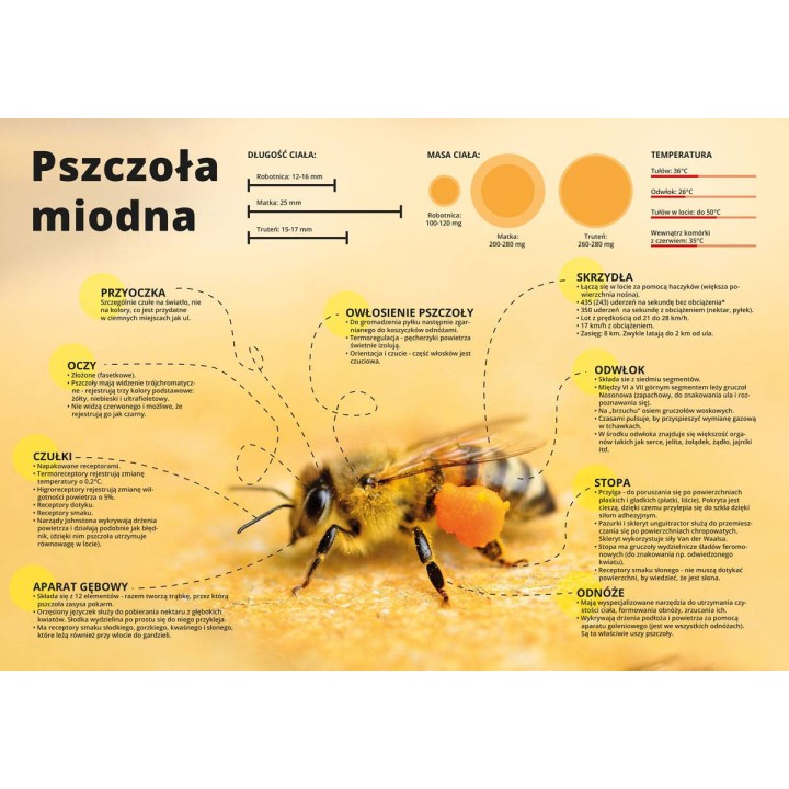 Duża tablica edukacyjna PSZCZOŁA MIODNA - wzór F354