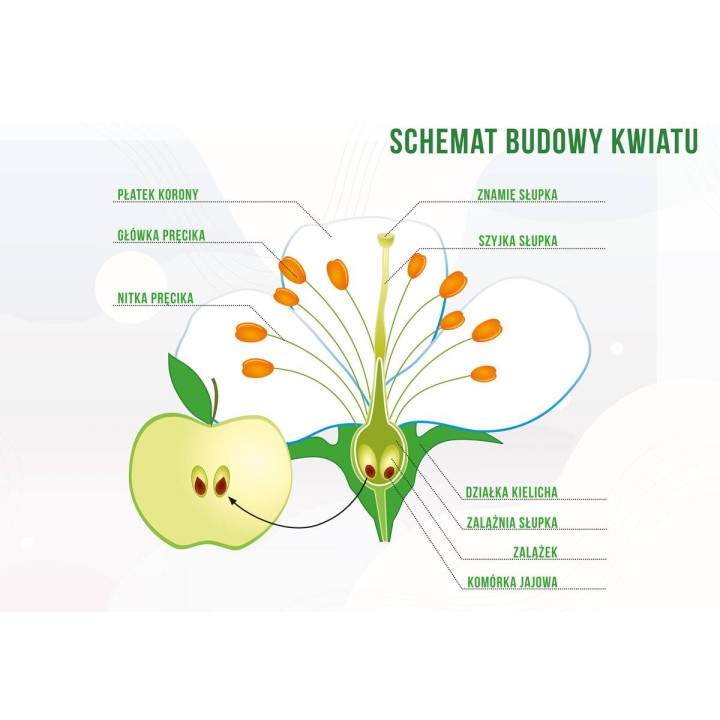 Duża tablica edukacyjna BUDOWA KWIATU - wzór F355