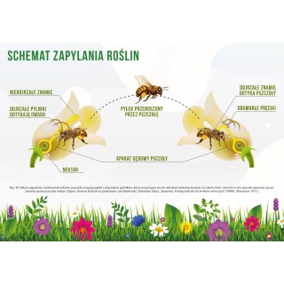 Naklejka na tablicę edukacyjną rozm. 42x29,5cm - N256