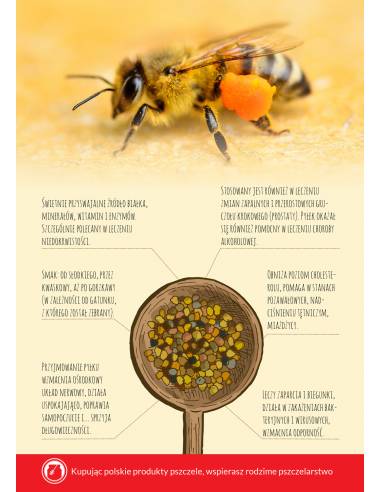 Karta informacyjna A4 "Pyłek pszczeli" (1 szt) - wzór KI14