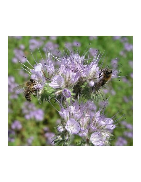 Nasiona - Facelia Błękitna (0,5 kg) - NAS18