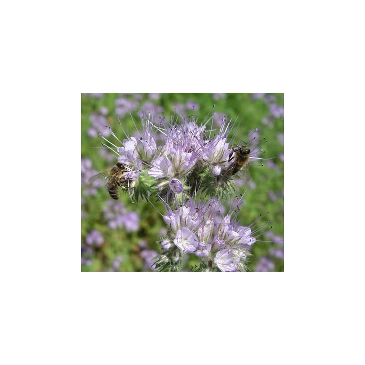 Nasiona - Facelia Błękitna (0,5 kg) - NAS18