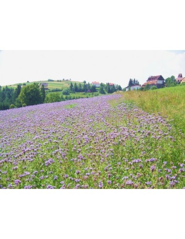 Nasiona - Facelia Błękitna (0,5 kg) - NAS18