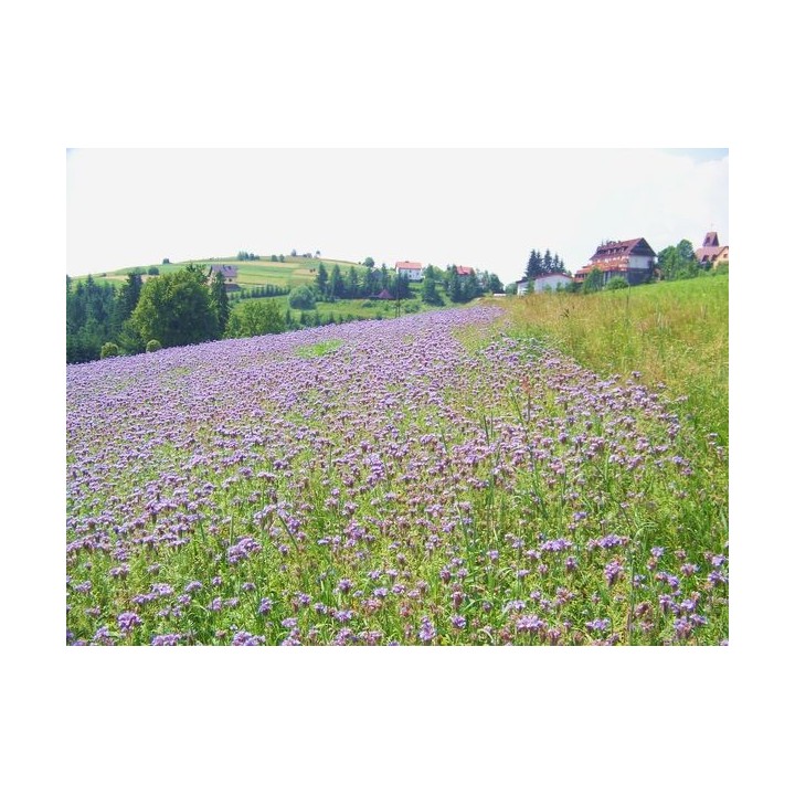 Nasiona - Facelia Błękitna (0,5 kg) - NAS18