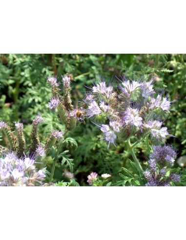 Nasiona - Facelia Błękitna (0,5 kg) - NAS18