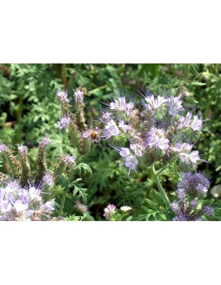 Nasiona - Facelia Błękitna (0,5 kg) - NAS18