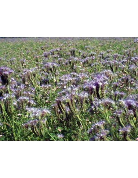 Nasiona - Facelia Błękitna (0,5 kg) - NAS18