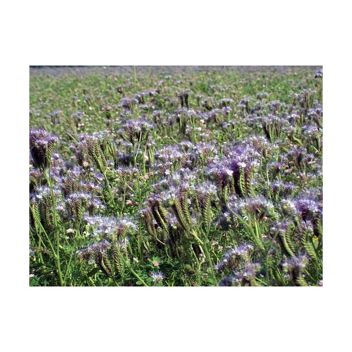 Nasiona - Facelia Błękitna (0,5 kg) - NAS18