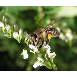 Nasiona - Nostrzyk Biały (2-letni) (1kg) - NAS51