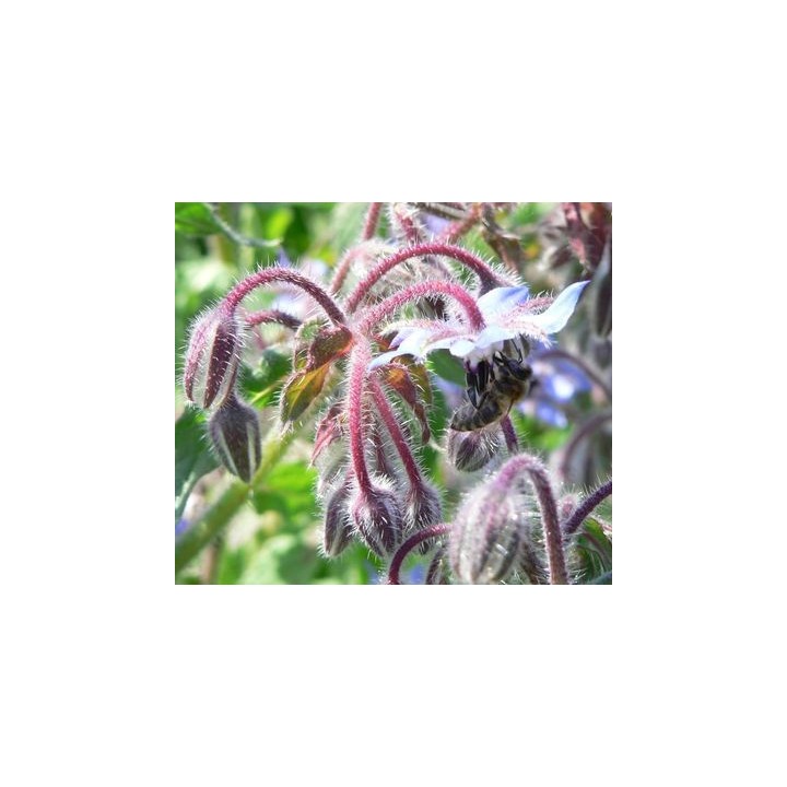 Nasiona - Ogórecznik Lekarski  (0,5 kg) - NAS6