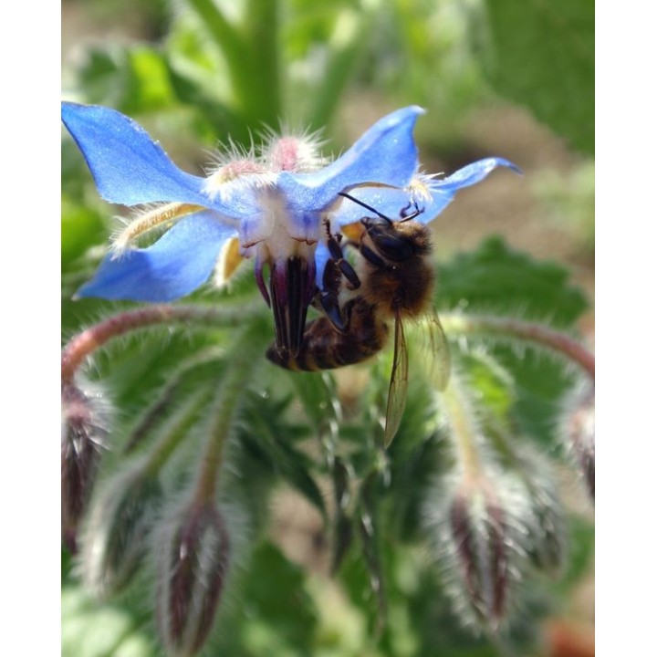 Nasiona - Ogórecznik Lekarski  (0,5 kg) - NAS6