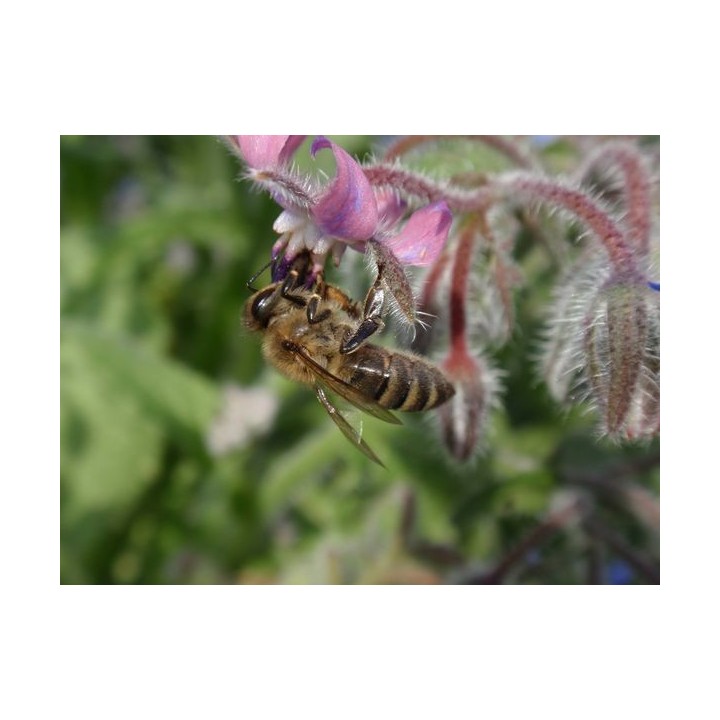 Nasiona - Ogórecznik Lekarski  (0,5 kg) - NAS6